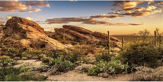 AWERT Reptile Habitat Background Blue Sky Oasis Cactus Sun and Desert Terrarium Background 48x18 inches Durable Polyester Background