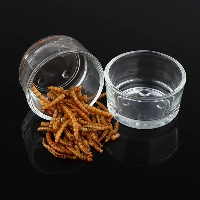 6 Pcs Glass Reptile Feeding Bowl Food Basin Tray Container Water Dish Cup for Small Reptile Lizard Spider Corn Snake Scorpion Centipede Crickets