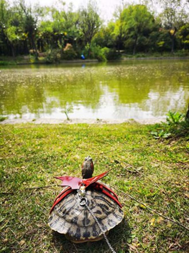 Turtle Harness and Leash with Wings Tortoise Leash Lizard Leash Tortoise Harness Strap Small Animal Adjustable Collar Leash Walking Lead Control Rope Pet Harness Leash (M(3.1'' - 15''),Red)