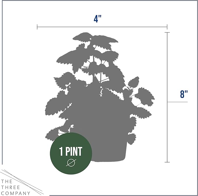 Live Catnip - Nepeta (4 Plants Per Pack) - Reduces Cat Stress and Anxiety - 8" Tall by 4" Wide in 1 Pt Pot