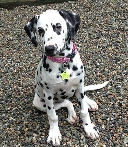 Klippy 2-Pack, 2 Pet Tag Quick Clips, Perfect for Dogs and Cats, Blue