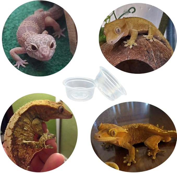 100 pcs Small Gecko Food and Water Cups Plastic Reptile Feeding Bowls Ledge Accessories for Crested Gecko Lizards Small Pets, 0.5 oz