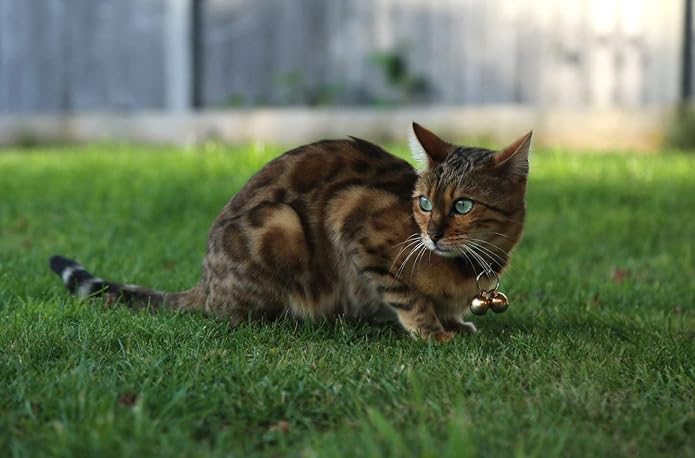 Beau's Bells 2 Extra Loud Cat & Dog Bells | Pet Tracker | Save Birds & Wildlife | Luxury Handmade Copper