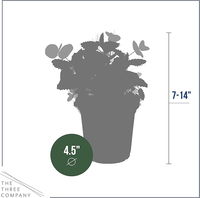 Live Aromatic and Healthy Herbs - Assorted Varieties (4 Per Pack) - Lemon Verbena, Eucalyptus, Mint, Lemon Balm - 6" Tall by 3" Wide in 1 Pint Pot