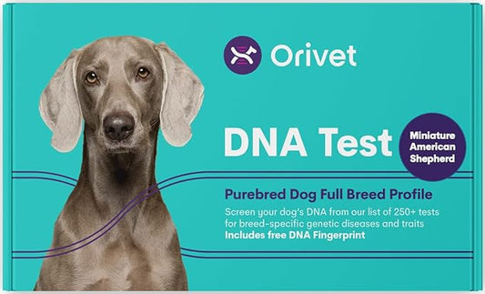 ORIVET Dog DNA Test Kit - Miniature American Shepherd Full Breed Profile | Puppy Testing Against 250 Medical Health Risks & Traits | Genetic Fingerprint & Wellness Plan | at Home Swab