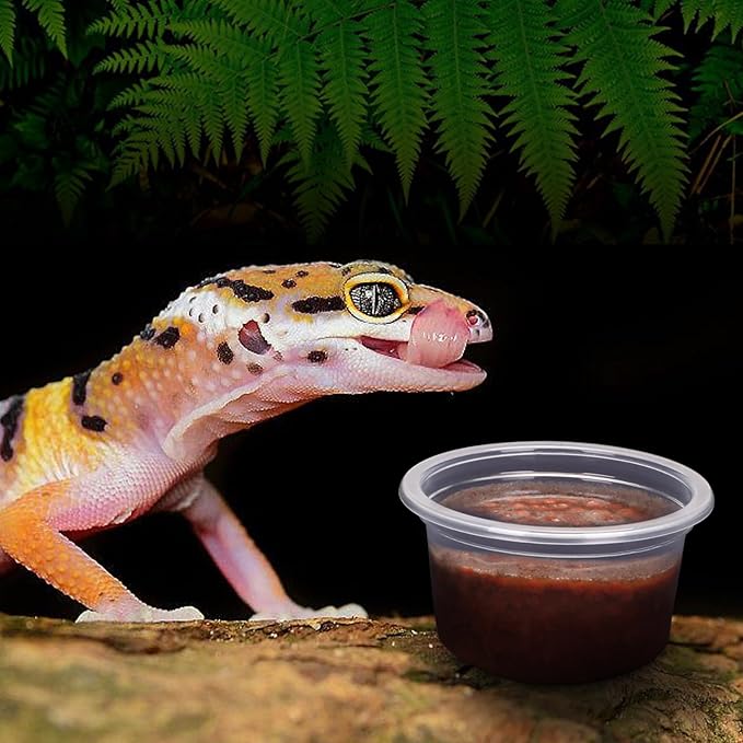 AIICIOO Gecko Feeder Ledge Cup Plastic Bowls Strong Magnetic Reptile Food Feeder Water Dish 50 Pack 1oz