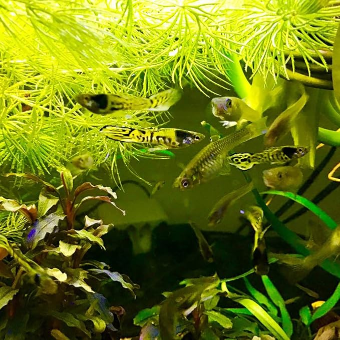 UTH Fish Food Black Mosquito Larvae 75 g. Tropical Fish Food Grow Faster & Color Enhancer Slow Sinking Like Pellets High Protein 74% for All Tropical Fish Feed & Small Fish Breeding Fish Care