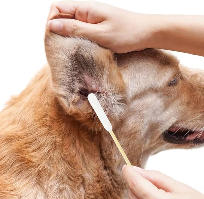 Dog Q Tips,200pcs-6 Inch,Large Cotton Swabs,Large Qtips,Ear Swabs for Dogs,Big Cotton Swabs,Dog Ear Cleaning Swabs,Long Q Tips for Dog Ears