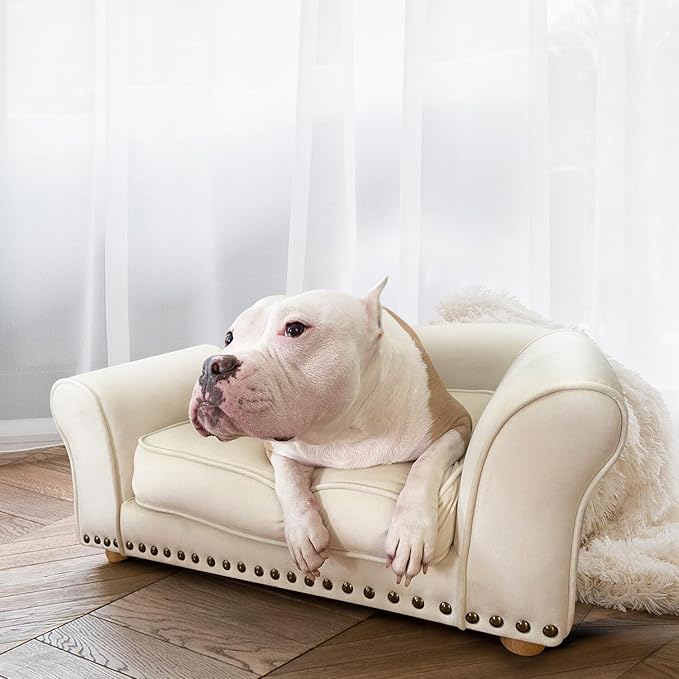 Critter Sitters 34-in. Faux Velvet Dog Couch in Cream for Medium-Sized Dogs and Cats, Modern and Durable Indoor Dog Sofa for Bedroom or Living Room, Comfortable and Easy to Clean Upholstered Dog Beds