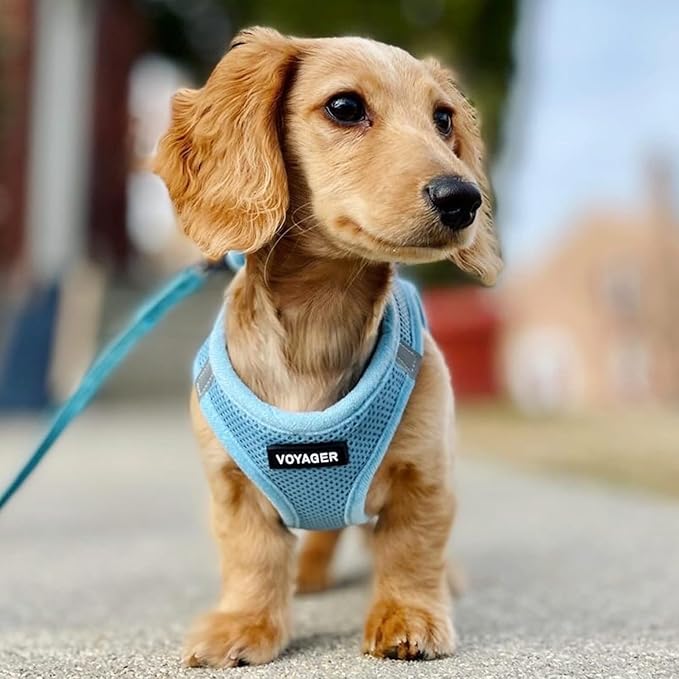 Voyager Step-in Air Dog Harness - All Weather Mesh Step in Vest Harness for Small and Medium Dogs and Cats by Best Pet Supplies - Harness (Baby Blue), XS (Chest: 13-14.5")