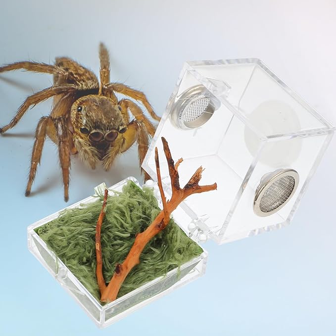 Mipcase 2pcs Jumping Spider Enclosure, Acrylic Spider Terrarium Transparent Jumping Spider Habitat for Jumping Spider Accessories
