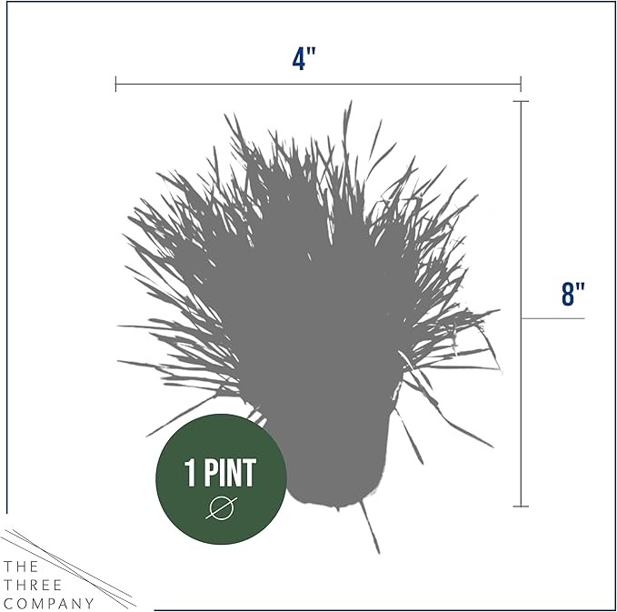 Live Wheatgrass (4 Plants Per Pack) - Great for Pet Health - 6" Tall by 4" Wide in 1 Pt Pot