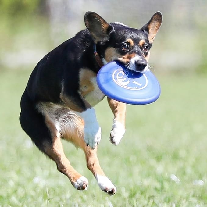 Hyperflite Pup Jawz dog flying disc • world's toughest canine competition-approved flying disc • best competition flying disc toy for pets • puncture resistant • 7 Inch • Blueberry