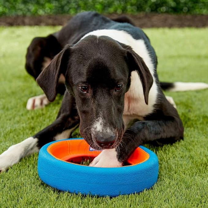 Chuckit Fetch Wheel Outdoor Dog Toy, Small, For Small Breeds