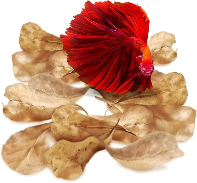 JOR 60 Pcs Mini Catappa Indian Almond Leaves for Discus, Angelfish & Neon Tetra, 2" Ketapang Fin Rot Treatment Betta Fish Water Conditioner Aquarium Tannin Leaves, Create Realistic River Habitat