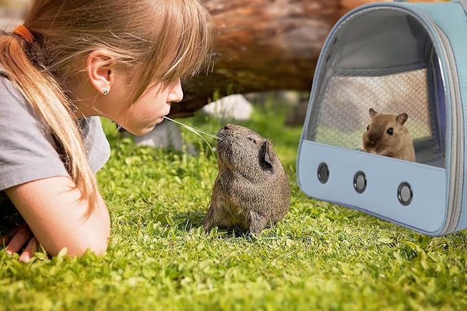 Guinea Pig Carrier Backpack, Clear Bubble Window Backpack for Guinea Pig, Bunny Rat Bird (Blue, Carrier)