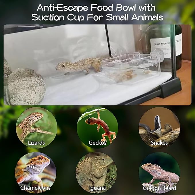Tfwadmx 2 Pcs Chameleon Bowl, Reptile Feeding Food, Water Dish Gecko Worm Feeder Anti-Escape Chameleon Supplies Accessories for Lizard Bearded Dragon Snakes