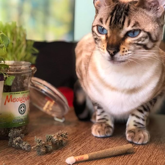 Meowijuana | King Size Catnip Joints | Organic | Dried Premium Ground Catnip | High Potency | Grown in The USA | Feline and Cat Lover Approved