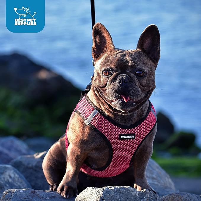 Voyager Step-in Air Dog Harness - All Weather Mesh Step in Vest Harness for Small and Medium Dogs and Cats by Best Pet Supplies - Harness (Fuchsia 2-Tone), S (Chest: 14.5-16")