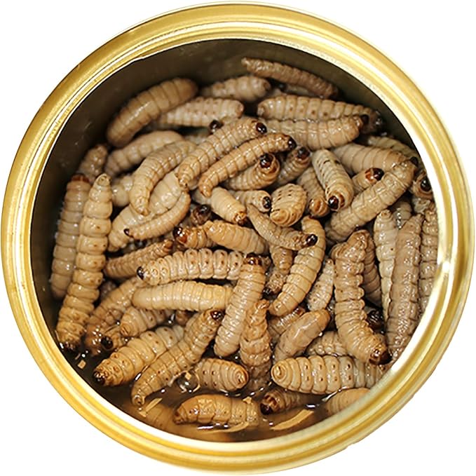 Canned Wax Worms (1.2 oz.) - Healthy High Protein Insect Treat - Hedgehogs, Sugar Gliders, Reptiles, Wild Birds, Chickens, Lizards, Bearded Dragons, Skunks, Opossums, Fish, Amphibians, Turtles