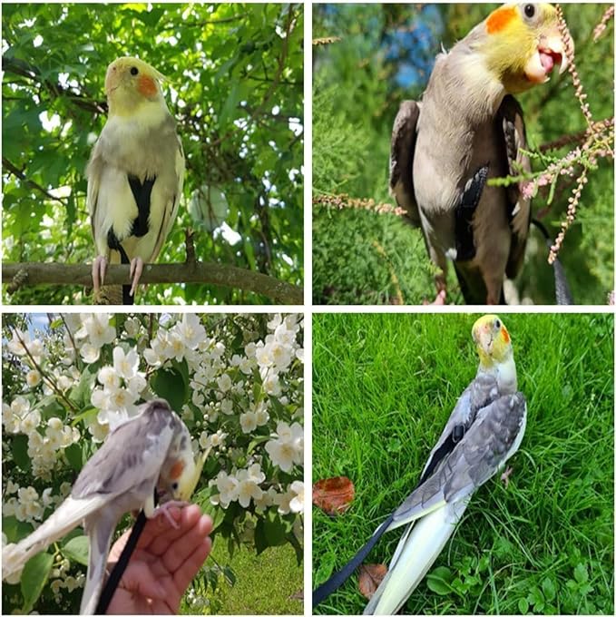 Large Bird Harness and Leash, Bird Harness for Large Parrot, Adjustable Parrot Training Flight Harness Leash for Medium Large Bird Parrot African Grey Amazon Macaw (Red, L)