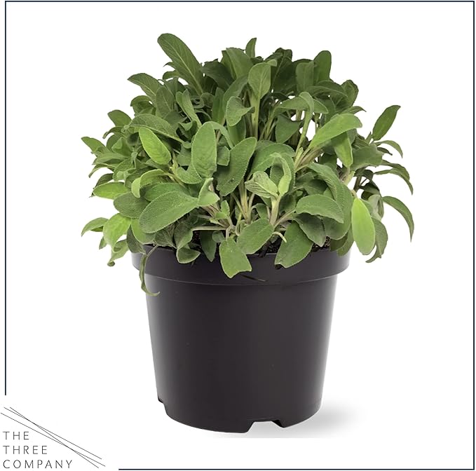 Live Aromatic and Healthy Herbs - Assorted Varieties (4 Per Pack) - Lemon Verbena, Eucalyptus, Mint, Lemon Balm - 6" Tall by 3" Wide in 1 Pint Pot