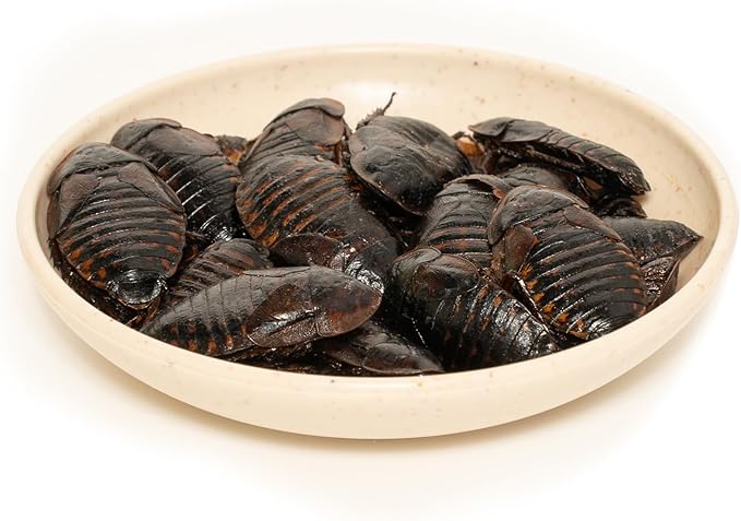 6 Pack Canned Dubia Roaches for Reptiles, Fish, Birds and Small Animals, Dubia Roaches, Healthy High Protein Treat, Reptile Bird Fish Food 1.2 Ounces Each