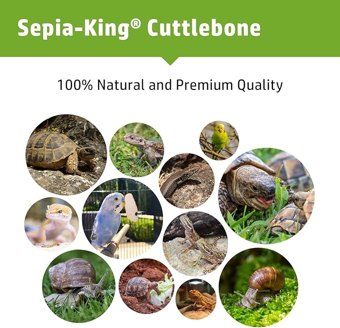 Medium - 100% Natural Calcium Supplement - Premium Cuttlebone Perfect for Birds, Tortoises, Snails, Reptiles - 12 Pack