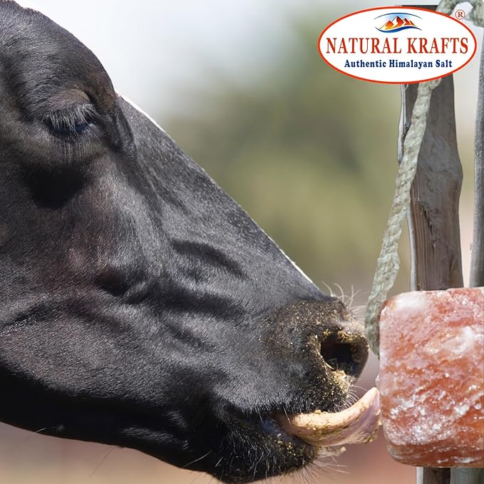 Himalayan Salt Lick on Ropes for Animals - All Natural Pure Mineral Block - Himalayan Salt Block for Deer, Salt Block for Horses, Cows, and Other Livestock - 2.5 lbs Each Pack of 6