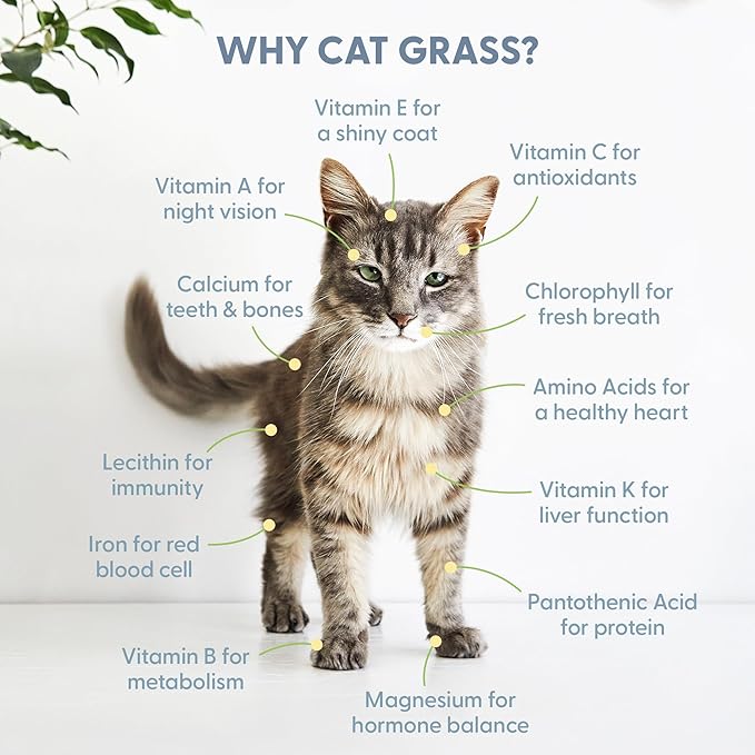 The Cat Ladies Cat Grass for Indoor Cats, Cat Grass Growing Kit with Organic Cat Grass Seed Mix, Soil and Ceramic Cat Planter, Pet Grass for Cats, Natural Hairball Remedy, Cat Gifts