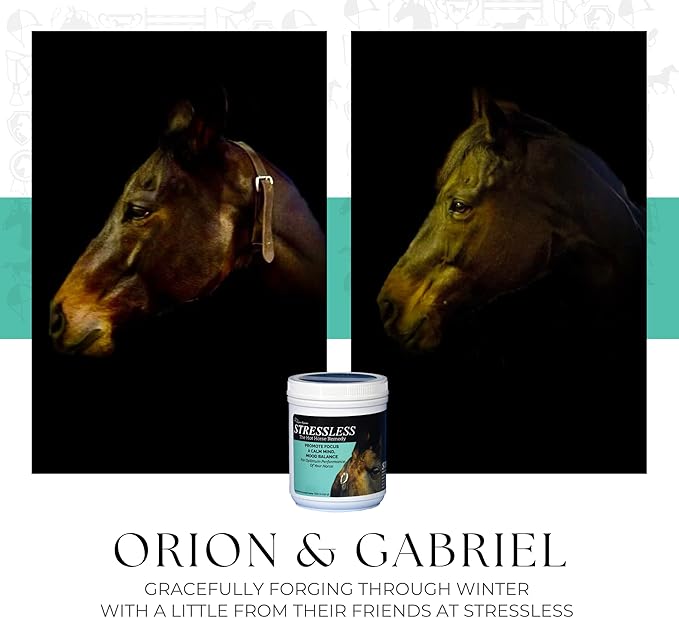 Hot Horse Supplement - 60 Day Supply - Promotes Calm & Focus - All Natural