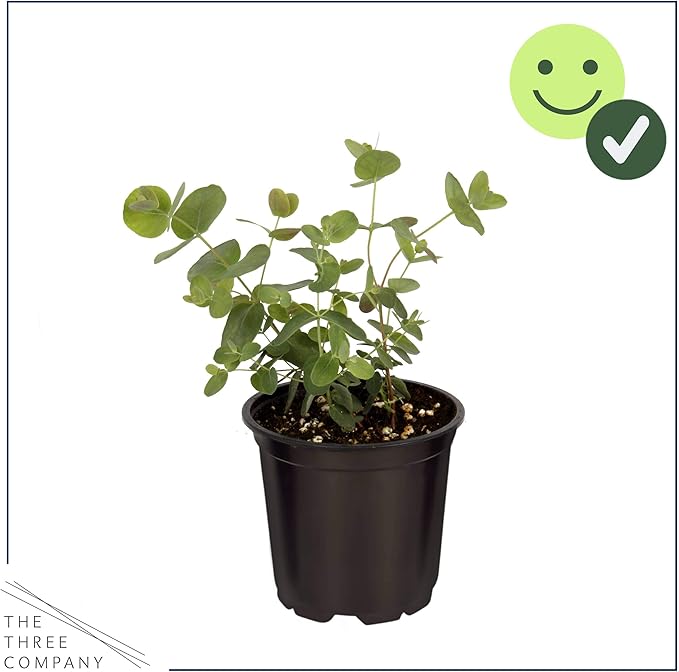 Live Aromatic and Healthy Herb - Eucalyptus (4 Per Pack) - Assorted Varieties, Natural Air Purifier, 10" Tall by 3" Wide