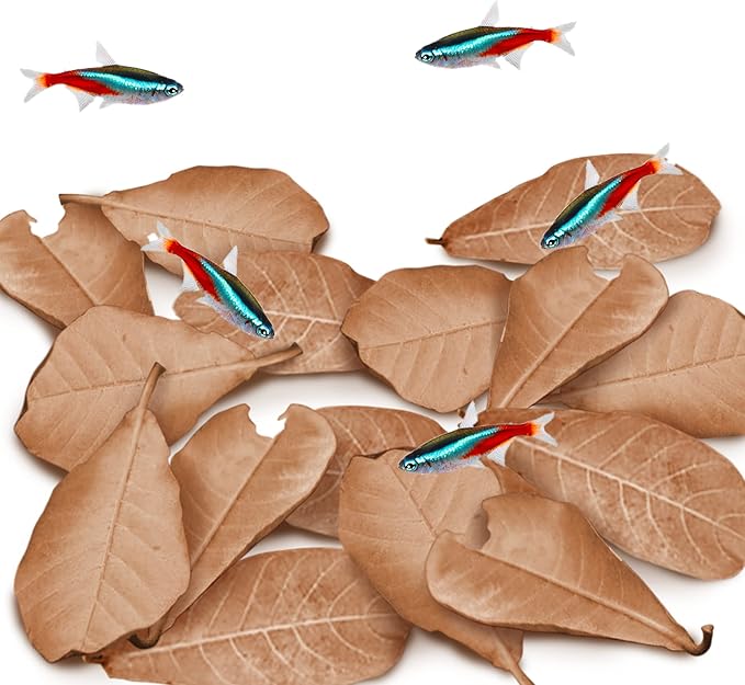 JOR 60 Pcs Mini Catappa Indian Almond Leaves for Discus, Angelfish & Neon Tetra, 2" Ketapang Fin Rot Treatment Betta Fish Water Conditioner Aquarium Tannin Leaves, Create Realistic River Habitat