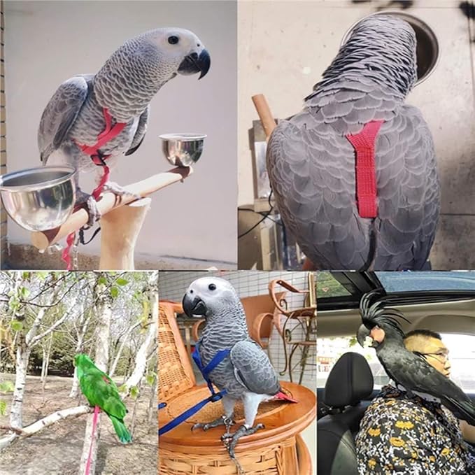 Large Bird Harness and Leash, Bird Harness for Large Parrot, Adjustable Parrot Training Flight Harness Leash for Medium Large Bird Parrot African Grey Amazon Macaw (Red, L)