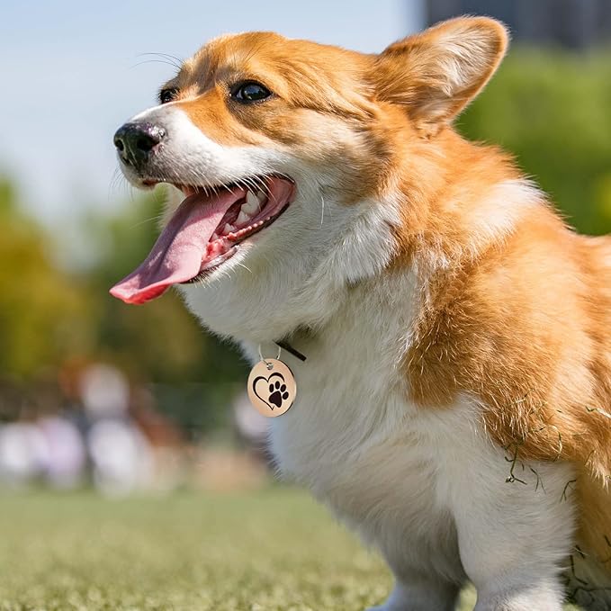 MYLUCKYTAG Stainless Steel QR Code Pet ID Tags Cat Tags - Pet Online Profile - Scan QR Receive Instant Pet Location Alert Email