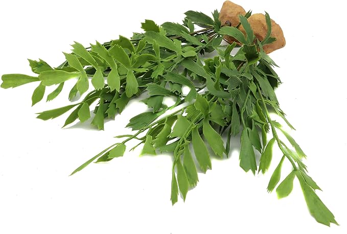 Lifelike Reptile Tank Plant Decor - Realistic Artificial Plastic Plant for Terrariums and Pet Enclosures (Style D 2 Pack)
