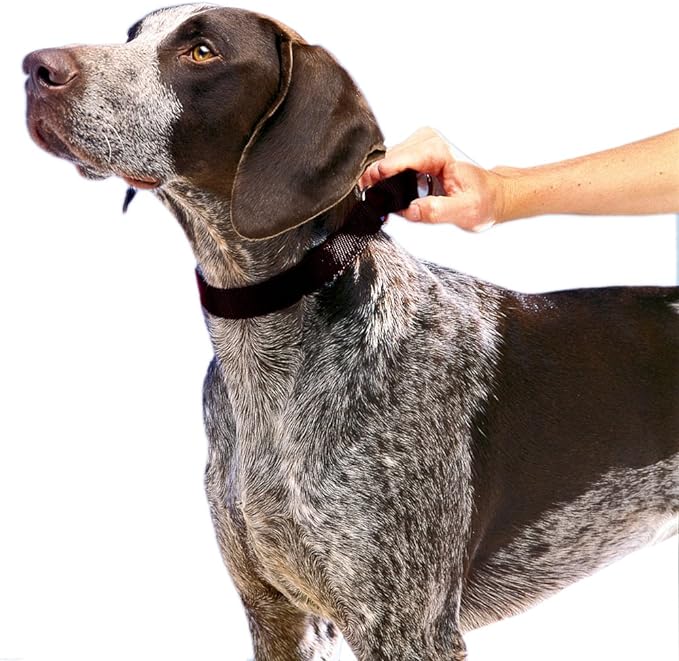 PetSafe Adjustable Martingale Collar - Only Tightens When Dogs Pull, Prevents Slipping Out - Helps with Strong Pullers, Increased Control - Alternative to Choke Collar - 1", Medium, Black