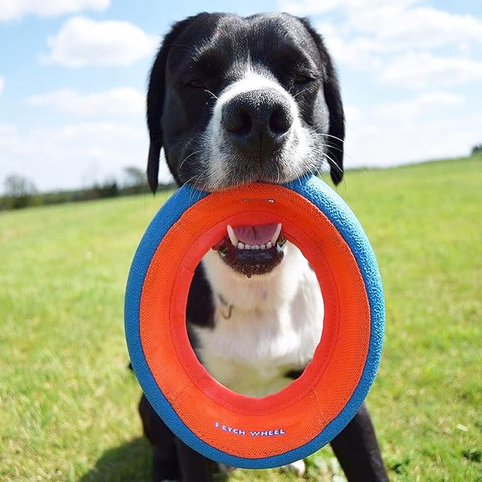 Chuckit! Fetch Wheel, Large Outdoor Dog Toy (Pack of 5)
