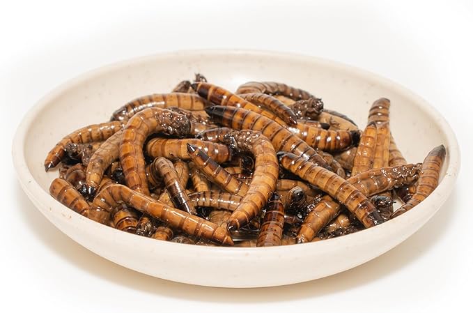 6 Pack Canned Superworms for Reptiles, Fish, Birds and Small Animals, Super Worms, Healthy High Protein Treat, Reptile Bird Fish Food 1.2 Ounces Each