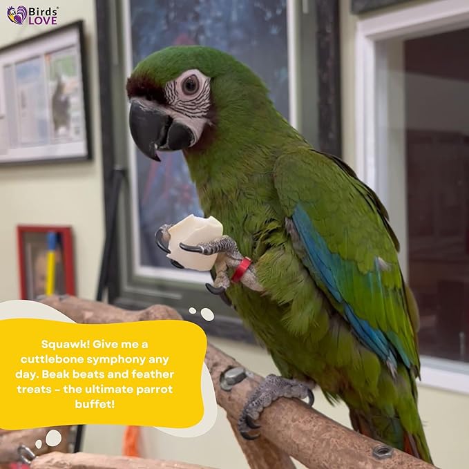 Birds LOVE Natural Cuttlebone – Premium Calcium & Trace Mineral Supplement for Avian Species, Tortoises & Snails – Pure Cuttlebone for Parakeets, Cockatiels, All Birds - 2 Packs of 4, Size 3.5 to 4"