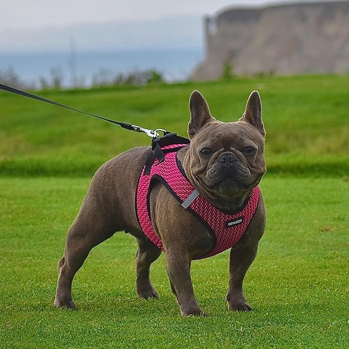 Voyager Step-in Air Dog Harness - All Weather Mesh Step in Vest Harness for Small and Medium Dogs and Cats by Best Pet Supplies - Harness (Fuchsia 2-Tone), XS (Chest: 13-14.5")