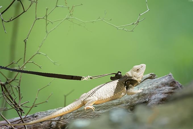 Bearded Dragon Harness and Leash Set with Black Wing, Adjustable Soft Leather-3 Sizes (S, M, L), Upgrade Lizard Reptile Leash Harness for Small Pet Animals