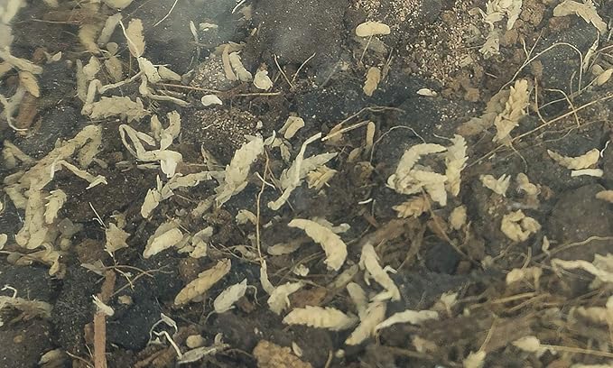 Josh's Frogs BioBedding Tropical Bioactive Substrate (4 Quarts)