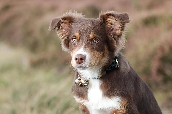 Beau's Bells 2 Extra Loud Cat & Dog Bells | Pet Tracker | Save Birds & Wildlife | Luxury Handmade Copper