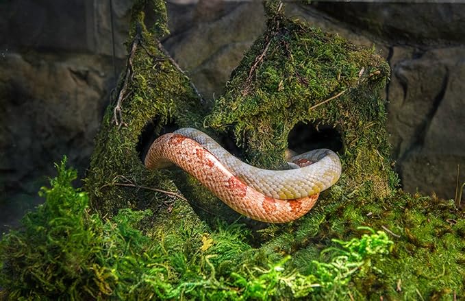 Galápagos (05248) Sheets of Real Moss, 8-Quart, Natural (Pack of 2)