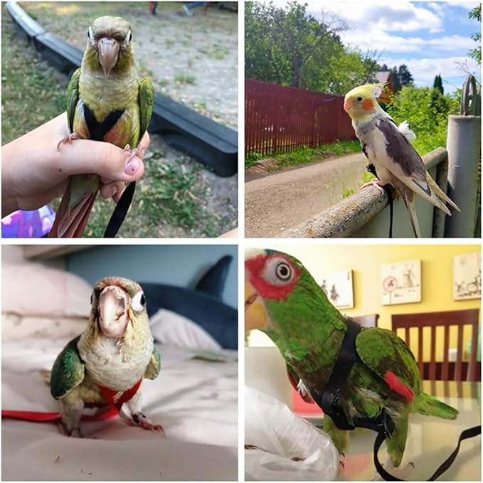 Large Bird Harness and Leash, Bird Harness for Large Parrot, Adjustable Parrot Training Flight Harness Leash for Medium Large Bird Parrot African Grey Amazon Macaw (Black, S)