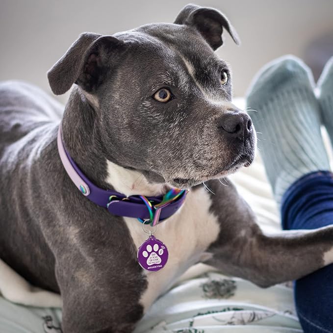 MYLUCKYTAG NFC & QR Code Smart Pet ID Tag Personalized Dog Cat Tag, Online Pet Profile, Pet Location Alert Email, Digital Pet Tag, Quiet Pet Tag, Durable Pet ID, Dog Collar Tag