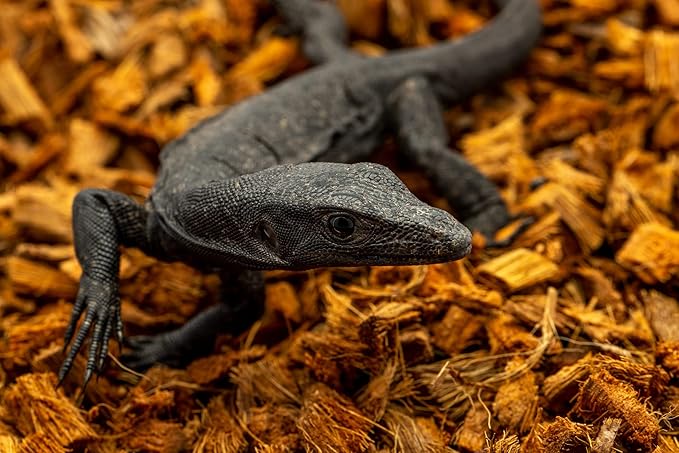 ReptiChip Reptile Substrate Coconut Chip Bedding 72 Quart Compressed Organic Coco Husk Block for Snake Habitat, Ball Python Terrarium, Turtle Tanks, Tortoise Enclosure (3 Pk)