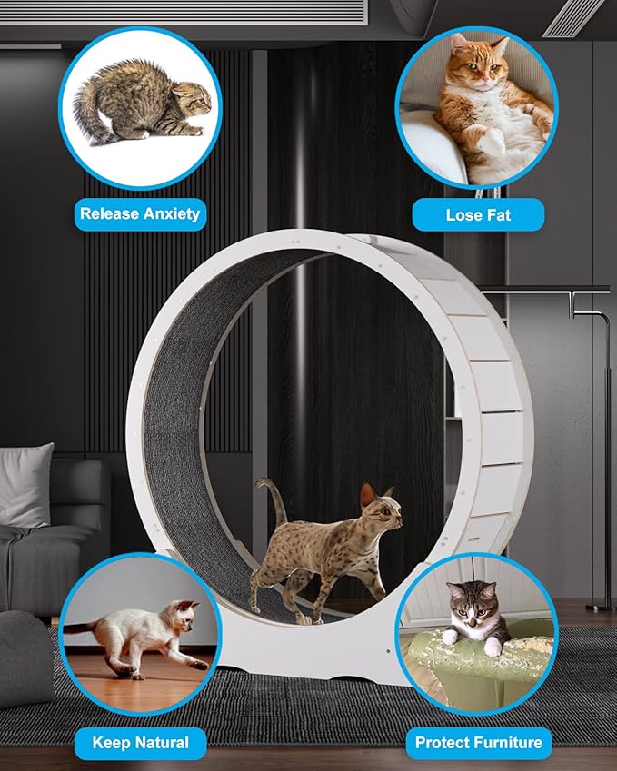 Cat Wheels for Indoor Cats. Extra Large Diameter Cat Treadmill. Made of Natural Solid Wood. Inside Diameter 40in/100cm. Including Installation Tools and Cat Teaser. (White)