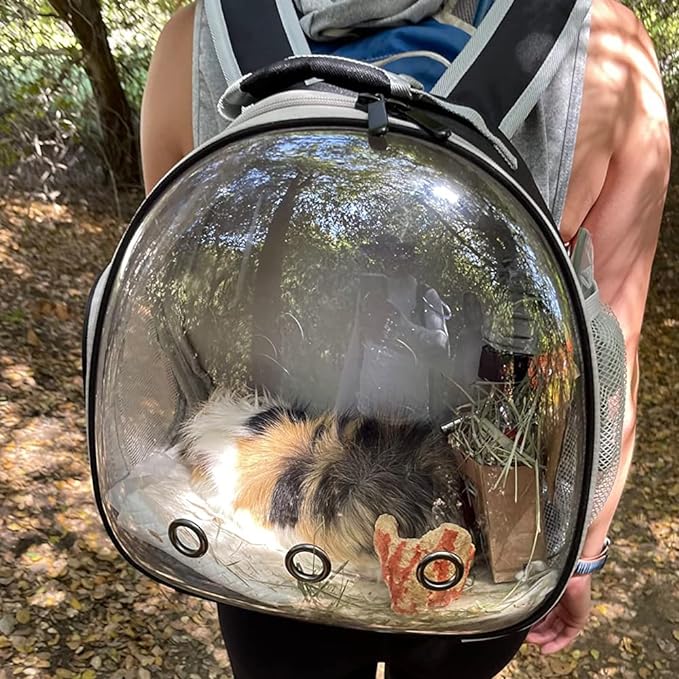 Guinea Pig Backpack Carrier, Reptile Outdoor Used,Bearded Dragon Carrier Backpack with Clear Bubble Window,Small Animal Travel Backpack for Hedgehog Rat Parrot, Airline Approved (Grey, Backpack)